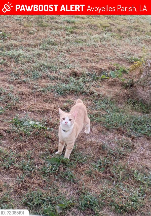 Lost Male Cat last seen Bordelonville, Avoyelles Parish, LA 71355