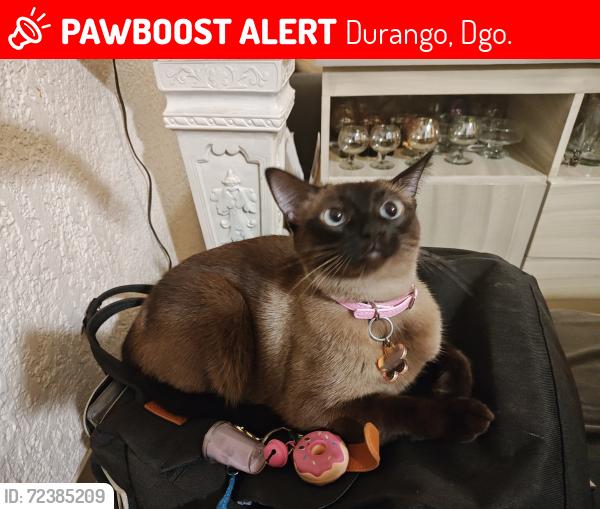 Lost Female Cat last seen Calle granate, Durango, Dgo. 34237