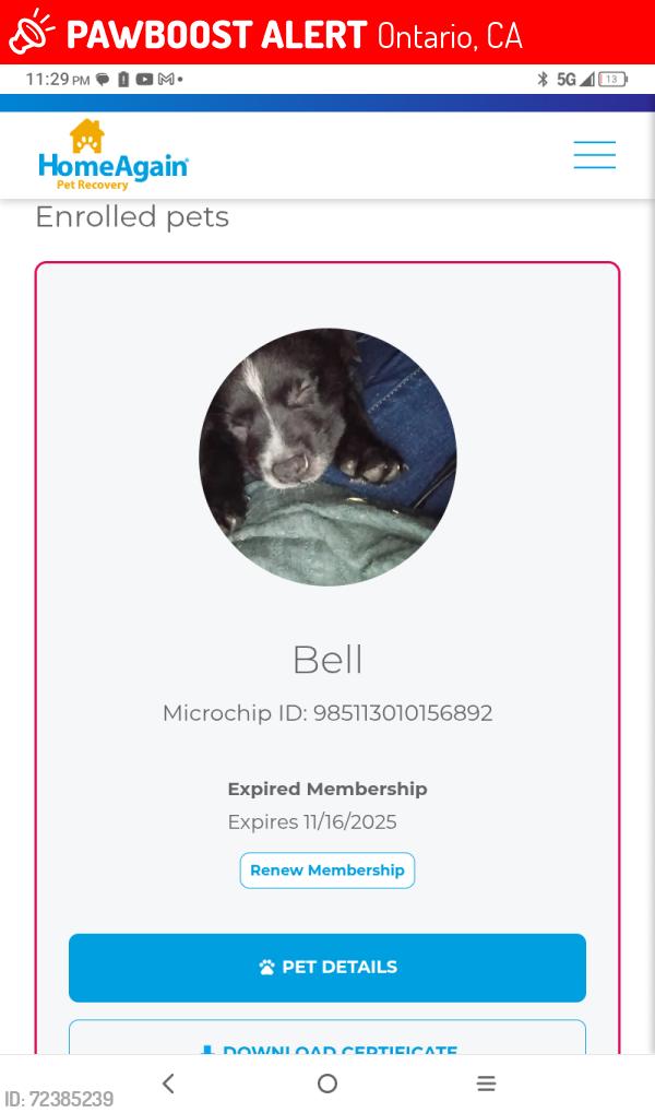 Lost Female Dog last seen De anza park, Ontario, CA 91762