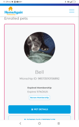 Lost Female Dog last seen De anza park, Ontario, CA 91762
