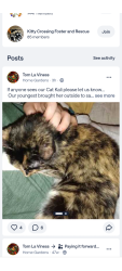 Lost Female Cat last seen Elm and birch near main Street. Near PAC, Broken Arrow, OK 74012