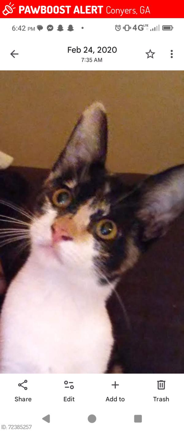 Lost Female Cat last seen Kingston lane, Conyers, GA 30012