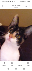 Lost Female Cat last seen Kingston lane, Conyers, GA 30012