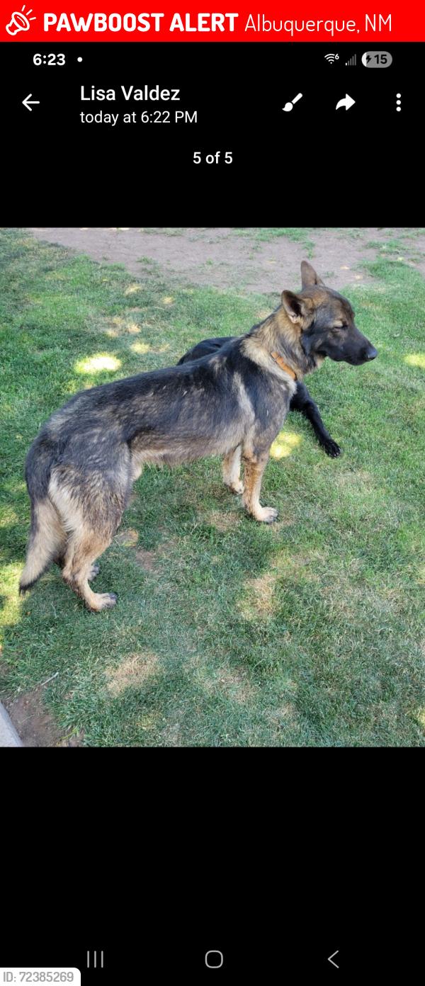 Albuquerque, NM Lost Male Dog, Flokie Is Missing PawBoost