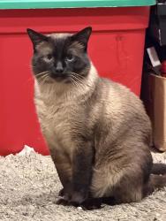 Lost Male Cat last seen Sandbridge & Highpoint, Aliso Viejo, CA 92656