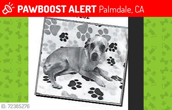 Lost Male Dog last seen Near the and r , Palmdale, CA 93552