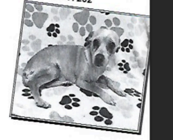 Lost Male Dog last seen Near the and r , Palmdale, CA 93552