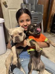 Lost Male Dog last seen Near North 8th street , Reading, PA 19604