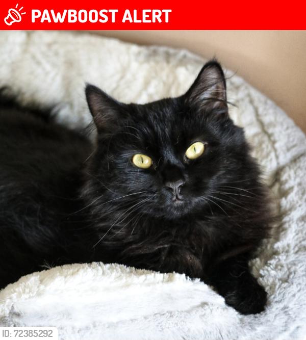 Lost Male Cat last seen Seamer Close , Middlesbrough, England TS5