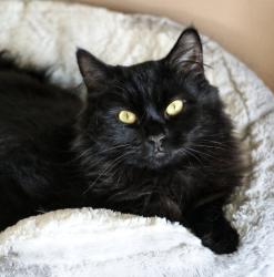 Lost Male Cat last seen Seamer Close , Middlesbrough, England TS5