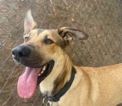 Lost Male Dog last seen Bosque Del Rio Hondo, Rosemead, CA 91770