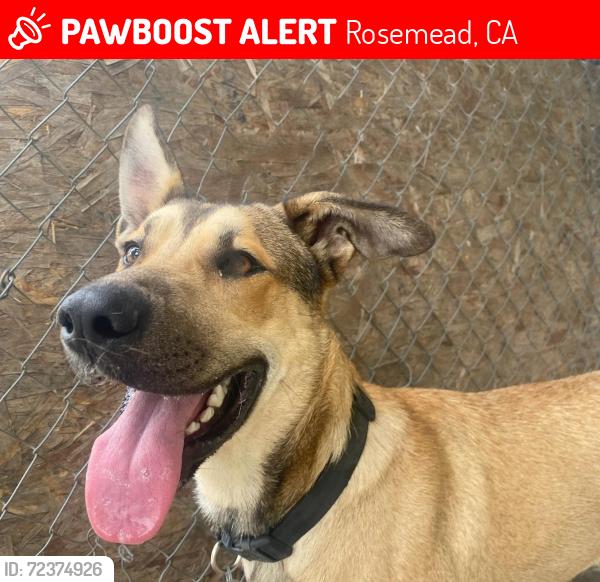 Lost Male Dog last seen Bosque Del Rio Hondo, Rosemead, CA 91770