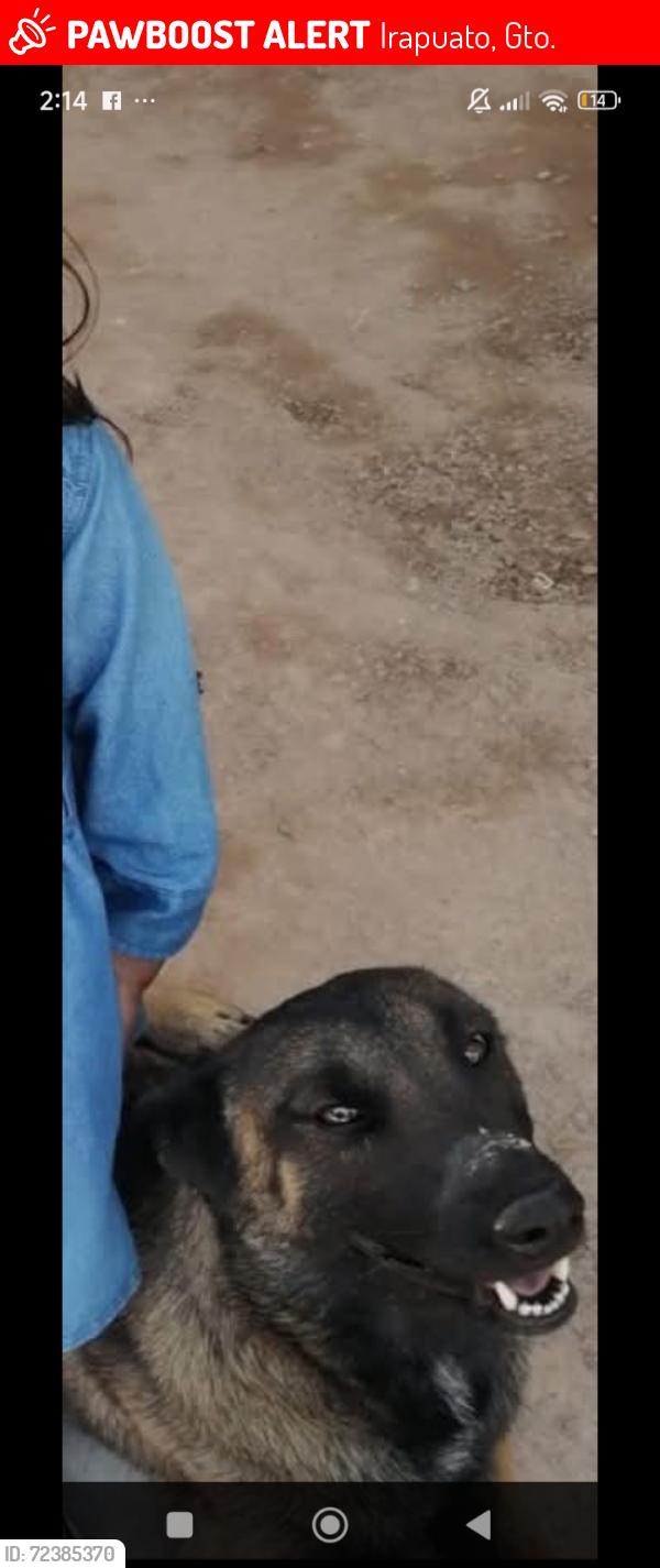 Lost Female Dog last seen Por el hosp general de Irapuato , Irapuato, Gto. 