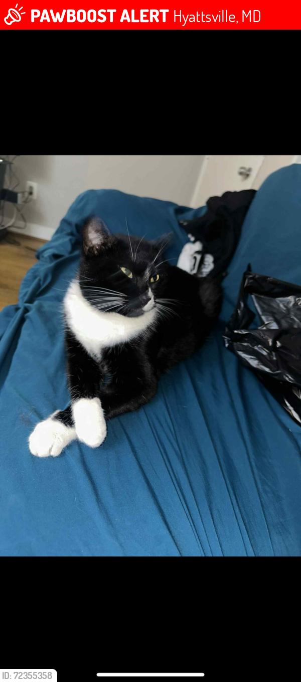 Lost Female Cat last seen Near Gallatin st Hyattsville , Hyattsville, MD 20781