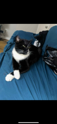 Lost Female Cat last seen Near Gallatin st Hyattsville , Hyattsville, MD 20781