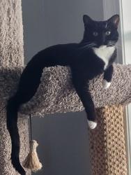Lost Female Cat last seen Borden grant, Fairfield, VA 24435