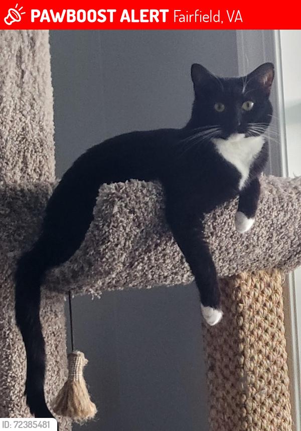 Lost Female Cat last seen Borden grant, Fairfield, VA 24435