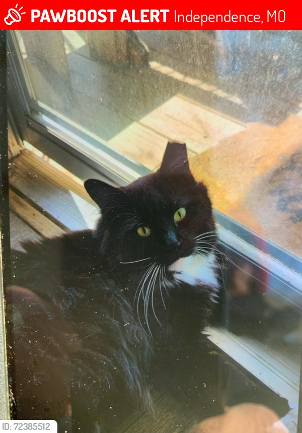Lost Male Cat last seen Truman and Lee's Summit Road, Independence, MO 64050