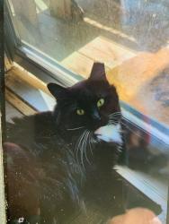 Lost Male Cat last seen Truman and Lee's Summit Road, Independence, MO 64050