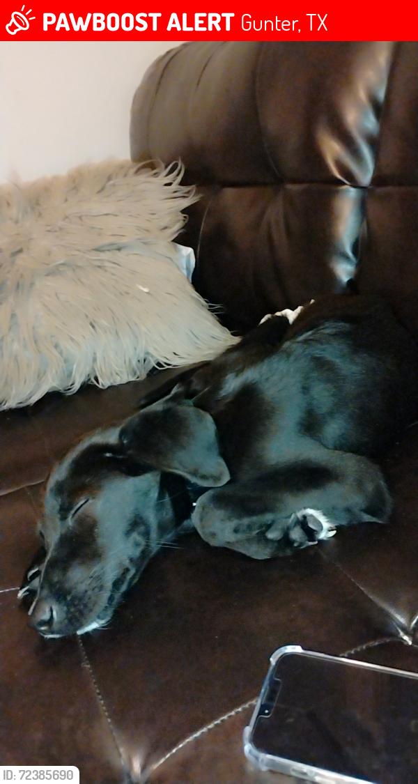 Lost Male Dog last seen Across from police department , Gunter, TX 75058
