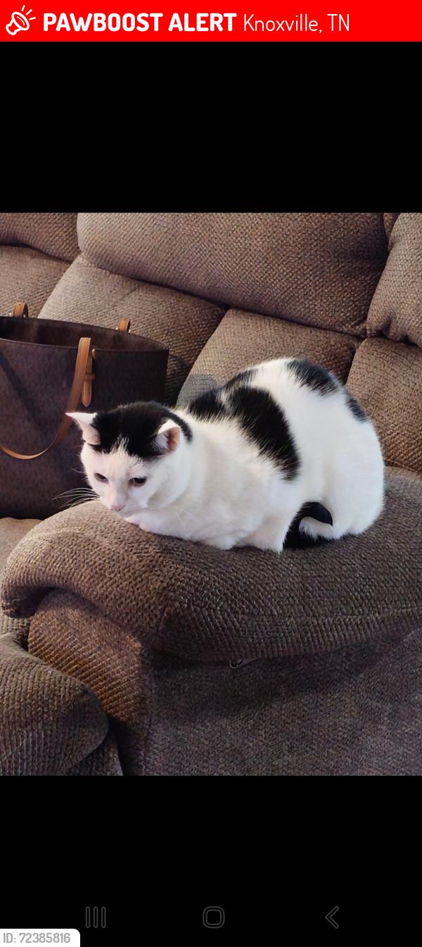 Lost Female Cat last seen Liberty , Knoxville, TN 37919