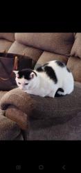 Lost Female Cat last seen Liberty , Knoxville, TN 37919