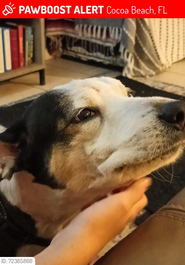 Lost Male Dog last seen Near W Suwannee ln, cocoa beach, Cocoa Beach, FL 32931