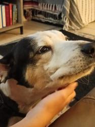 Lost Male Dog last seen Near W Suwannee ln, cocoa beach, Cocoa Beach, FL 32931