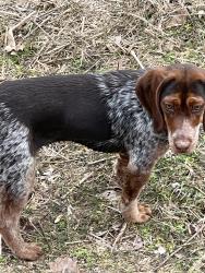 Lost Female Dog last seen Mason branch / Alarka rd, Bryson City, NC 28713