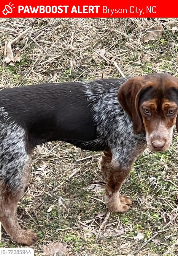 Lost Female Dog last seen Mason branch / Alarka rd, Bryson City, NC 28713
