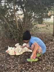 Lost Female Dog last seen Franklyn and bartow rd, Bartow, FL 33830