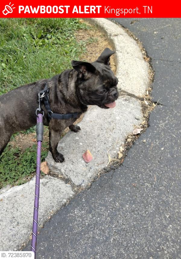 Lost Female Dog last seen Lighthouse Church, Kingsport, TN 37660