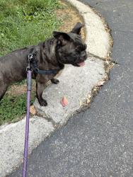 Lost Female Dog last seen Lighthouse Church, Kingsport, TN 37660