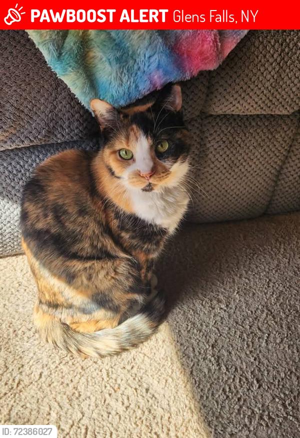 Lost Female Cat last seen Haskell and dix ave, Glens Falls, NY 12801