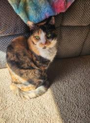 Lost Female Cat last seen Haskell and dix ave, Glens Falls, NY 12801