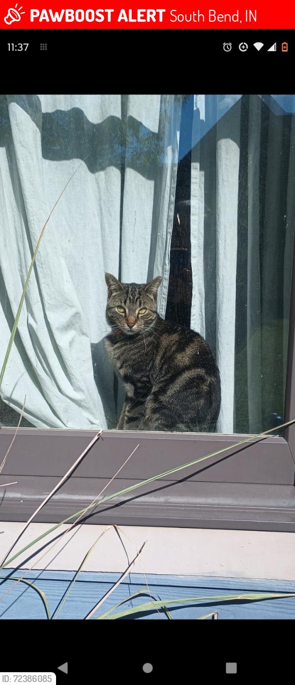 Lost Female Cat last seen Cottage Grove Ave off Lincolnway West, South Bend, IN 46616