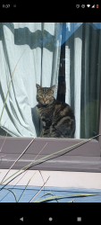 Lost Female Cat last seen Cottage Grove Ave off Lincolnway West, South Bend, IN 46616
