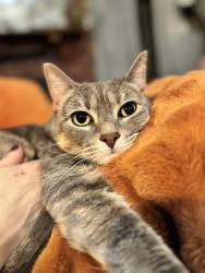Lost Female Cat last seen Near Berry St, Pocono Lake, PA, Pocono Lake, PA 18347