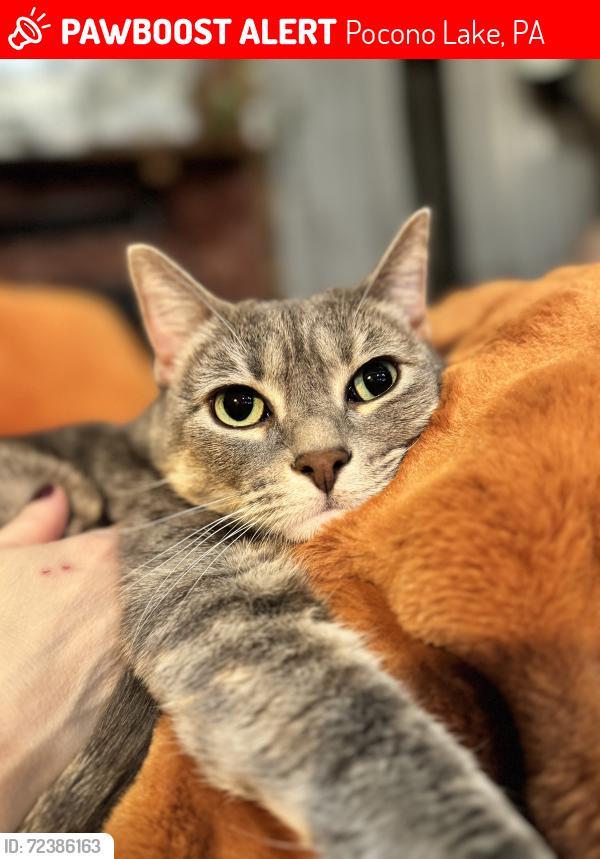 Lost Female Cat last seen Near Berry St, Pocono Lake, PA, Pocono Lake, PA 18347