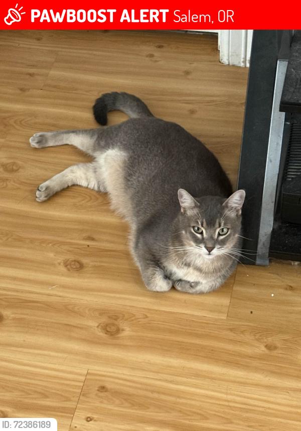 Lost Male Cat last seen Coral Ave Ne, Salem, OR 97305