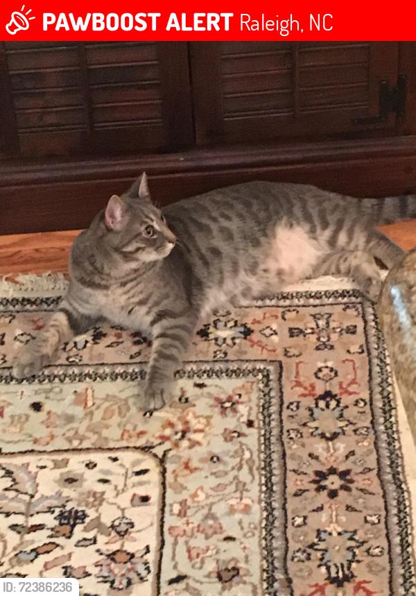 Lost Male Cat last seen Leesville rd, Raleigh, NC 27613