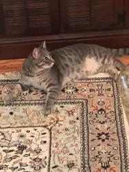 Lost Male Cat last seen Leesville rd, Raleigh, NC 27613