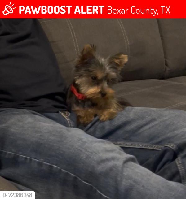 Lost Male Dog last seen Wheeler road, Bexar County, TX 78002