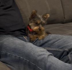 Lost Male Dog last seen Wheeler road, Bexar County, TX 78002