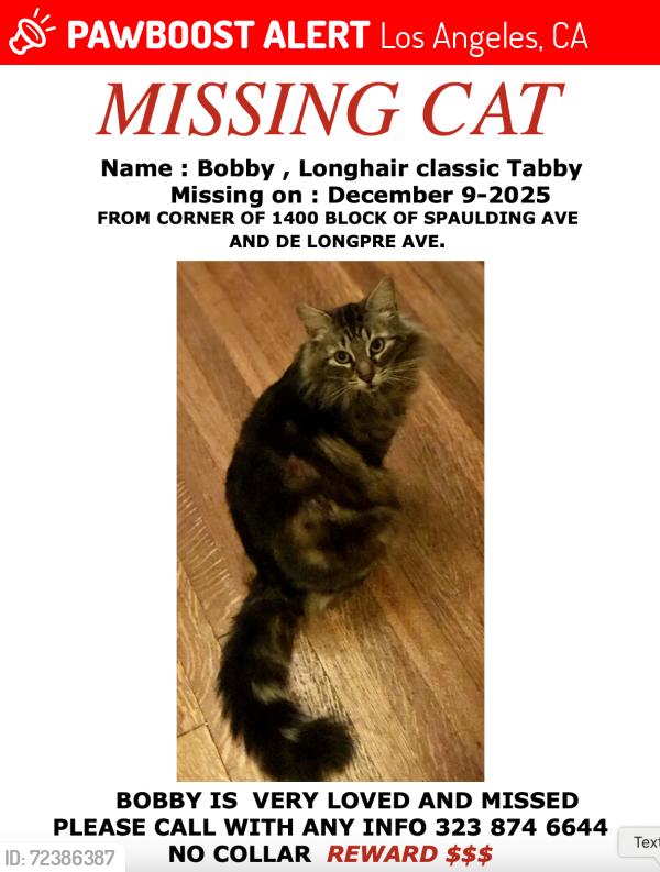 Lost Male Cat last seen DE Longpre, Los Angeles, CA 90046
