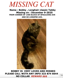 Lost Male Cat last seen DE Longpre, Los Angeles, CA 90046