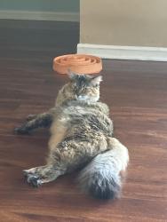 Lost Female Cat last seen Mt Vernon and custis, Alexandria, VA 22301