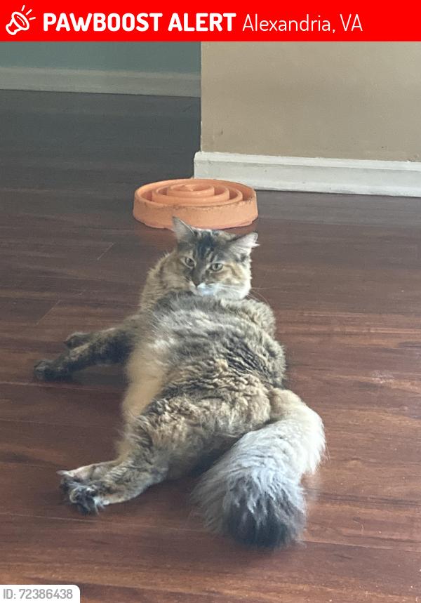 Lost Female Cat last seen Mt Vernon and custis, Alexandria, VA 22301
