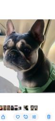 Lost Female Dog last seen Night Camp Dr & Long Day Dr, Austin, TX 78754