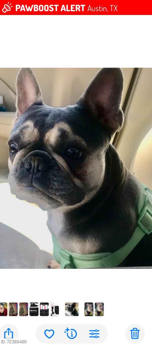 Lost Female Dog last seen Night Camp Dr & Long Day Dr, Austin, TX 78754